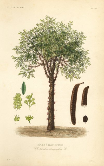 Févier à trois épines - Unbekannt