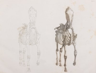 Squelette de cheval, vue de face - Unbekannt