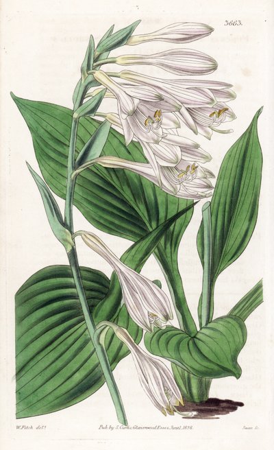 Hosta du Japon - Hosta sieboldii (funckia de Siebold) - Unbekannter Künstler