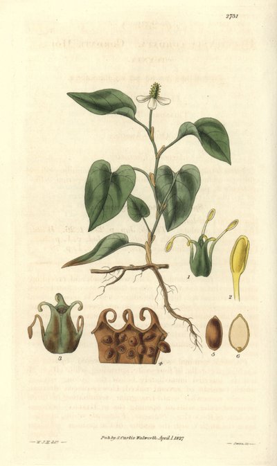 Houttuynia avec des fleurs blanches, avec des détails des fruits, pistil et étamines. Variété native d