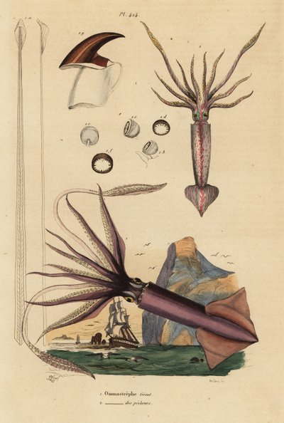 Calmar de Humboldt, Dosidicus gigas, et calmar volant européen, Todarodes sagittatus - Unbekannt