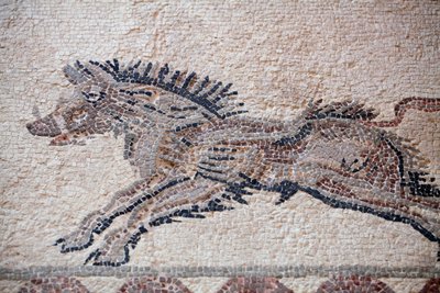 Scène de chasse : Un sanglier - Mosaïques de Paphos, Maison de Dionysos - Fin du IIe siècle après J.-C. - Chypre - William M. Timlin