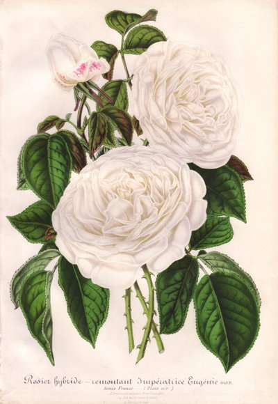 Rose blanche hybride, Impératrice Eugénie, Empress Eugénie. Chromolithographie dessinée et lithographiée par L. Stroobant pour L