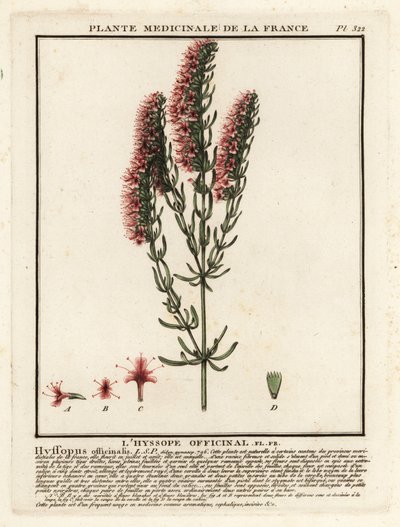 Hysope, Hyssopus officinalis - Unbekannter Künstler