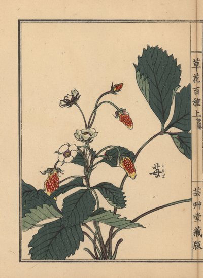 Ichigo ou fraise, Fragaria ananassa. Gravure sur bois colorée par Kono Bairei de Kusa Bana Hyakushu (Cent Variétés de Fleurs), Tokyo, Yamada - Unbekannter Künstler