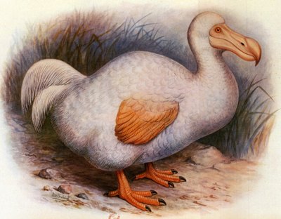 Illustration/Didus solitarius/Dodo blanc de la Réunion/Solitaire - Unbekannt