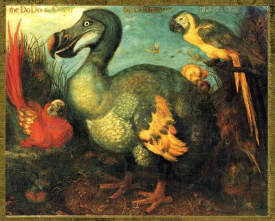 Illustration/Raphus cucullatus/Dodo de Maurice/Dronte - Unbekannt