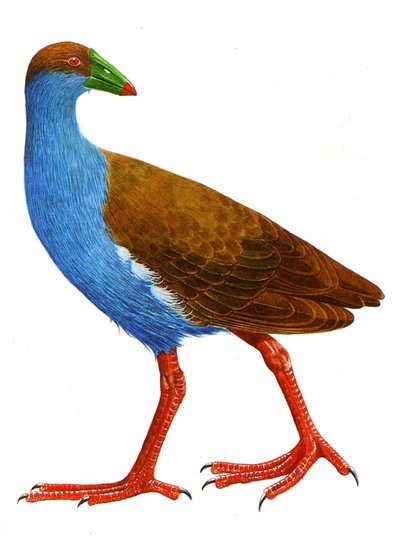 Illustration de Trybonyx roberti - Unbekannt