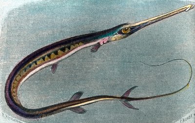 Illustration d