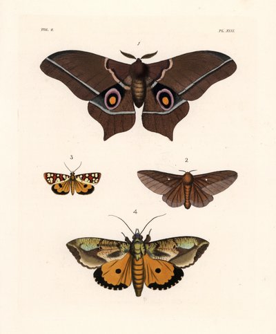 Imbrasia epimethea (Saturnia epimethea) 1, papillon de nuit à rayures roses, Anisota virginiensis (Dryocampa virginiensis) 2, Crameria aegocera (Aegocera amabilis) 3, et Eudocima materna (Triphaena materna) 4. Lithographie coloriée à la main de la nouvelle - Unbekannter Künstler
