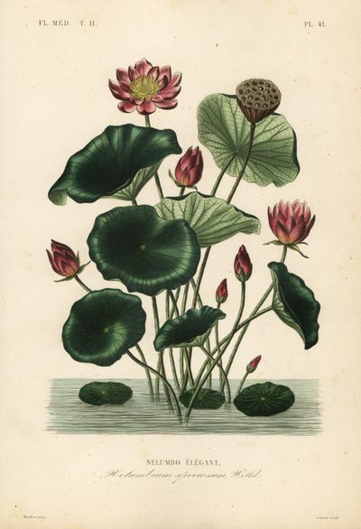 Nelumbo élégant - Unbekannt