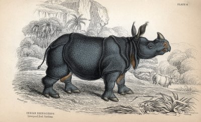 Rhinocéros indien (Rhinoceros unicornis ou indicus), espèce en danger. Gravure sur cuivre par William Lizars, d