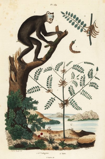 Indigotier, Indigofera atropurpurea 1-3, et indri ou babakoto, Indri indri, lémurien en danger critique 4 - Unbekannt