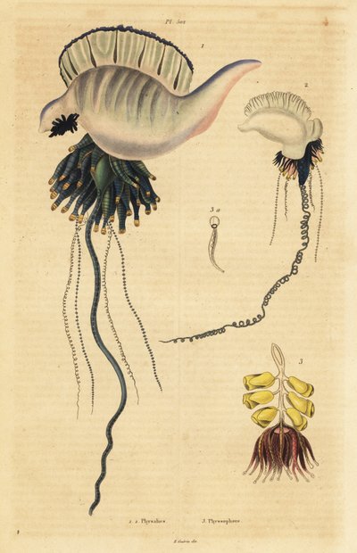 Physalie indo-pacifique, Physalia utriculus, physalie des Açores, Physalia physalis, et siphonophore, Physsophora disticha - Unbekannt