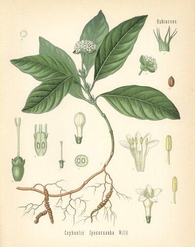 Ipecacuanha, Carapichea ipecacuanha (Cephaelis ipecacuanha) - Unbekannter Künstler