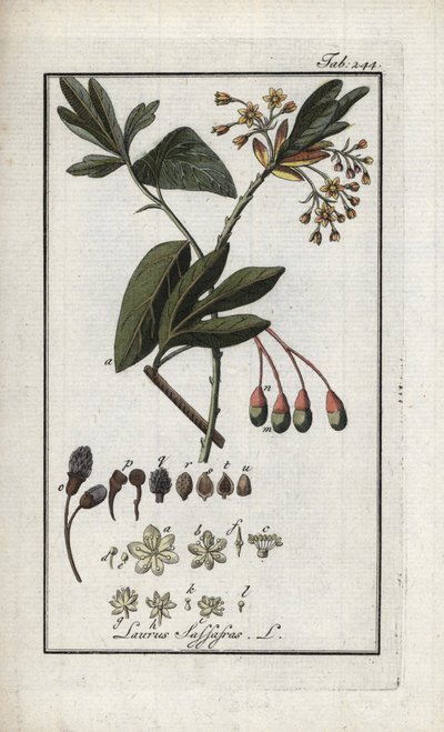 Laurier des Iroquois (Sassafras albidum). Lithographie de « Afbeelding der Artseny-Gewassen » par Johannes Zorn (1739-1799), Pays-Bas - Unbekannter Künstler