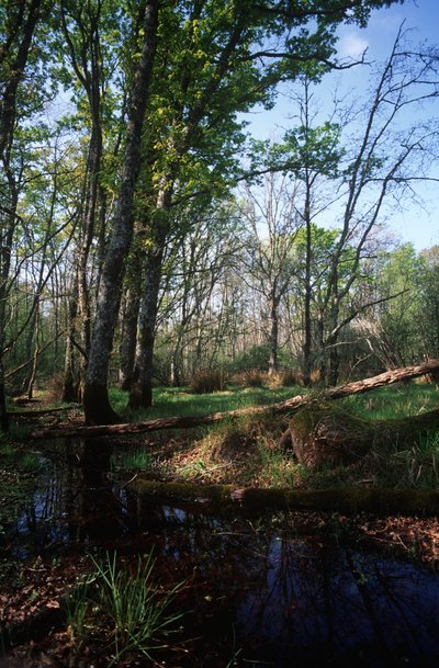 Italie, Région du Latium, Parc National du Circeo, étang à la Réserve de Biosphère - William Jennys