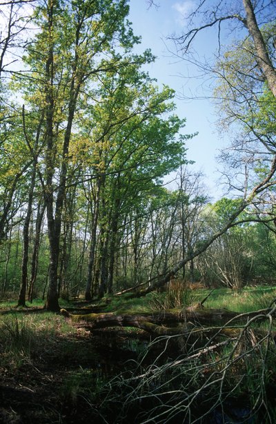 Italie, Région du Latium, Parc national du Circeo, étang à la Réserve de biosphère - William M. Timlin