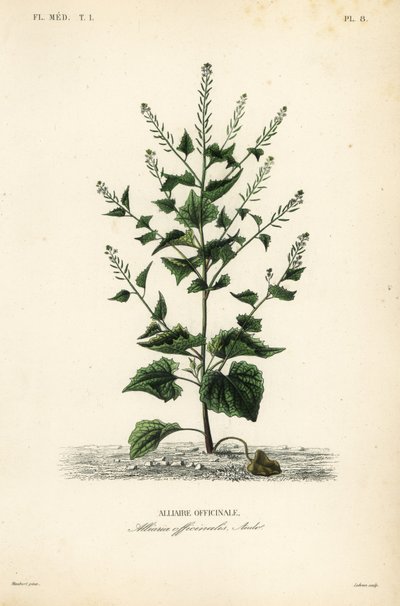 Alliaire officinale - Unbekannt