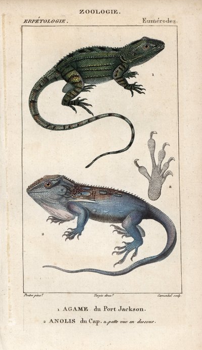 Jacky lashtail, agame de Port Jackson, Amphibolurus muricatus, et gecko nain du Cap, anolis du Cap, Lygodactylus capensis. Gravure sur cuivre coloriée à la main de « Dictionary of Natural Sciences » de Jussieu 1816-1830 - Unbekannter Künstler