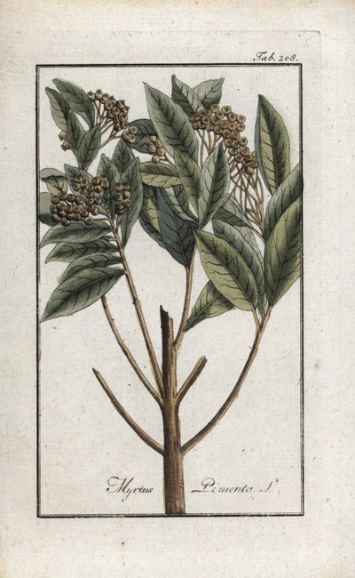 Poivre de la Jamaïque ou quatre épices ou poivre giroflée (Pimenta dioica). Lithographie de « Afbeelding der Artseny-Gewassen » par Johannes Zorn (1739-1799), Pays-Bas - Unbekannter Künstler
