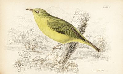 Zostérops de Java, Zosterops flavus (Zostérops jaune, Zosterops flava). Gravure sur acier coloriée à la main par William Lizars d