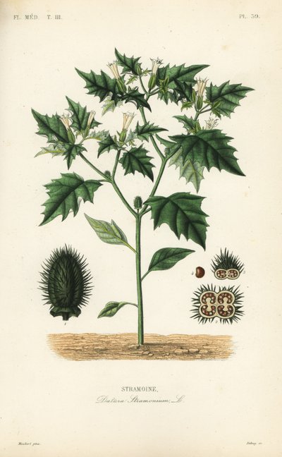Stramoine, Datura stramonium - Unbekannt