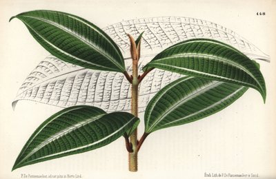 Variété Johnnyberry, Miconia pulverulenta var trifasciata - Unbekannter Künstler