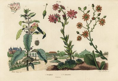 Plante Joséphine, Josephinia imperatricis 1 et orpins, espèces de Crassula 2,3 - Unbekannt