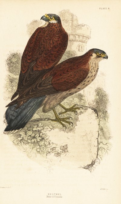 Faucon crécerelle, mâle et femelle, Falco tinnunculus, devant une ruine - Unbekannter Künstler