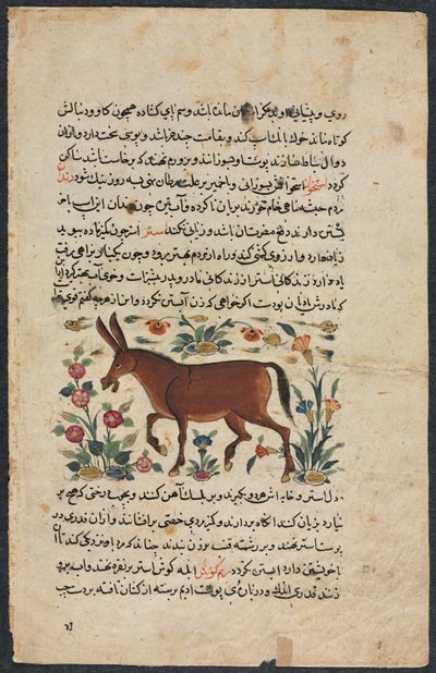 Khar (âne), d