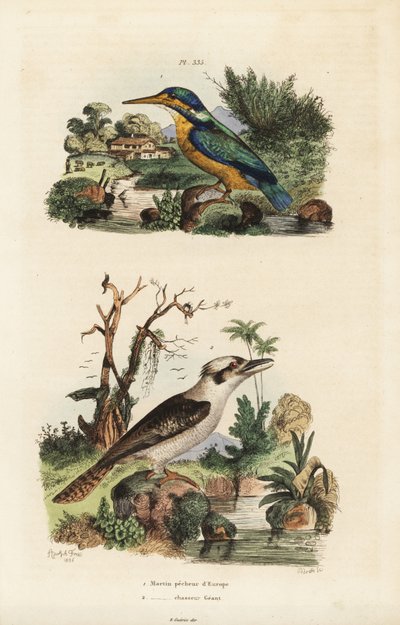 Martin-pêcheur, Alcedo atthis, et kookaburra rieur, Dacelo novaeguineae - Unbekannt