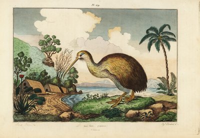 Kiwi, Apteryx australis - Unbekannt