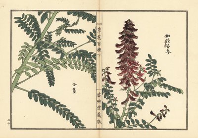 Kouka ou kujin, Sophora flavescens. Racine utilisée en médecine chinoise comme ku shen. De Kusa Bana Hyakushu (Cent Variétés de Fleurs), Tokyo, Yamada - Unbekannter Künstler