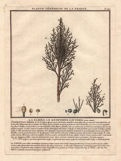 La Sabine, le Sabinier Juniperus fabina. Plante vénéneuse, description d