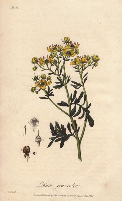 Rue des jardins ou rue fétide (Ruta graveolens) - Illustration de “Botanique médicale, description des plantes médicinales de Londres, Édimbourg et Dublin” par John Stephenson et James Morss Churchill - Unbekannter Künstler