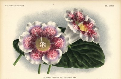 Gloxinia hybride à grandes fleurs élevée par Ferd. Kegeljan, Gloxinia hybrida grandiflora - Unbekannter Künstler