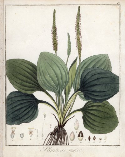 Grand plantain ou Plantain majeur - Lithographie de F. Guimpel, extraite de la botanique médicale de Friedrich Gottlob Haynes (1763-1832), Berlin - Unbekannter Künstler