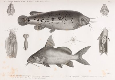 Le Malaptérure Électrique & Le Pimelode Synodonte - Unbekannt