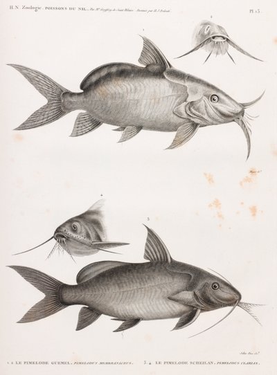 Le Pimedlode Guemel & Le Pimelode Scheilan - Unbekannt