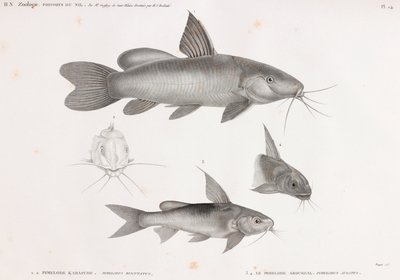 Le Pimelode Karafche & Le Pimelode Aboureal - Unbekannt
