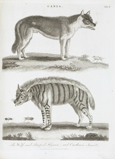 Le loup et la hyène rayée et insectes cantharis - Unbekannt