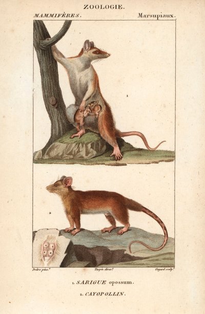 Le sarigue ou opossum et le cayopollin - Unbekannter Künstler