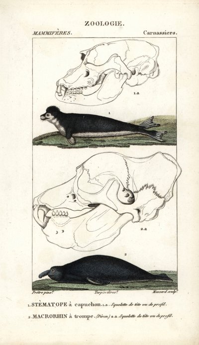 Le stematope à capuchon et le macrorhin à trompe ou éléphant de mer - Unbekannter Künstler