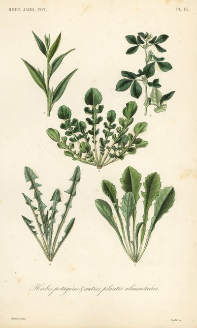 Herbes potagères - Unbekannt