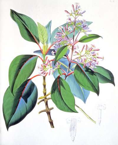 Feuilles et fleurs de l