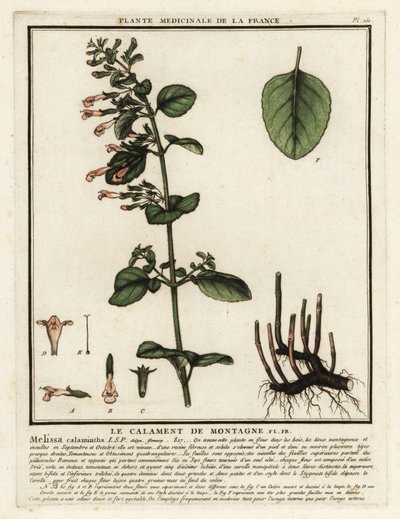 Calament népéta, Clinopodium nepeta - Unbekannter Künstler