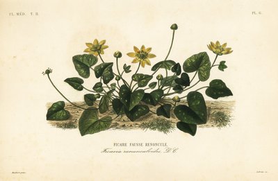 Ficaire fausse renoncule - Unbekannt