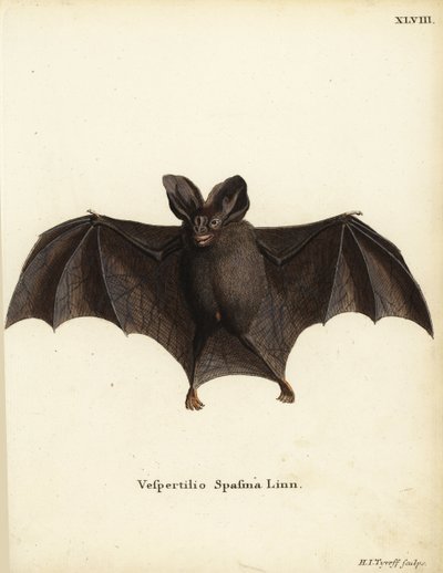 Petite fausse chauve-souris vampire, Megaderma spasma. Vespertilio spasma Linn. Gravure sur cuivre en couleur par Hermann Jakob Tyroff de l