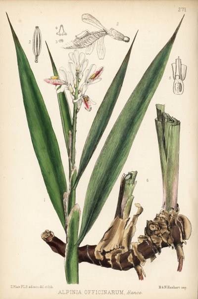 Petit galanga, Alpinia officinarum - Unbekannter Künstler